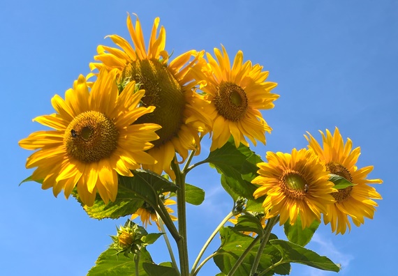 Sonnenblume Klostergarten Fulda